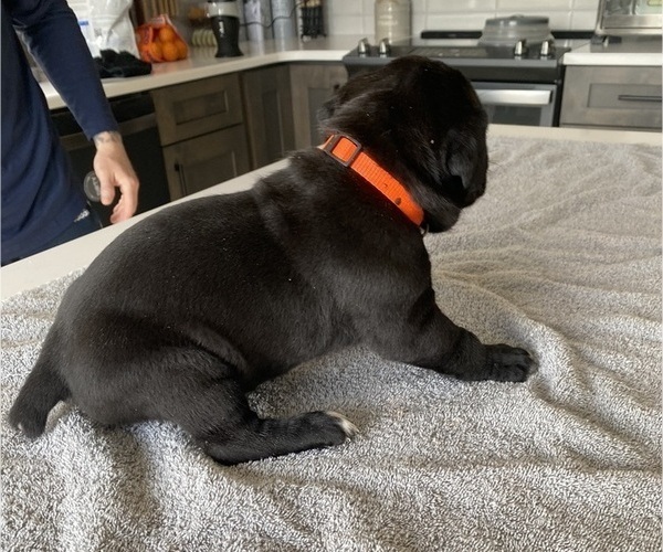 Medium Photo #45 Cane Corso Puppy For Sale in HORACE, ND, USA