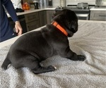 Small #44 Cane Corso