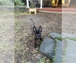 Small Photo #1 Belgian Malinois Puppy For Sale in LAKE MARY, FL, USA