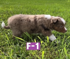 Miniature Australian Shepherd Puppy for sale in EVERTON, MO, USA
