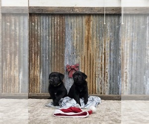 Labrador Retriever Puppy for sale in HAMILTON, MO, USA