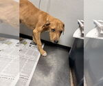 Small #7 Catahoula Leopard Dog Mix