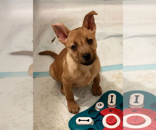 Medium Photo #1 Carolina Dog Puppy For Sale in San Diego, CA, USA