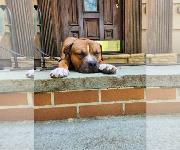 Medium Photo #6 Bulldog-Unknown Mix Puppy For Sale in Westwood, NJ, USA