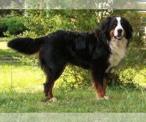 Father of the Bernese Mountain Dog puppies born on 12/20/2022