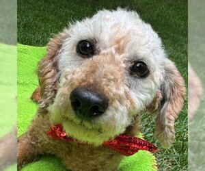 Poodle (Miniature) Dogs for adoption in Arlington, VA, USA