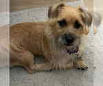 Small #1 Silkshund