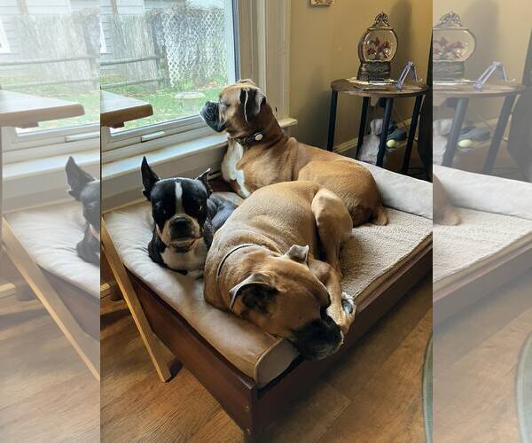 Medium Photo #2 Boxer Puppy For Sale in Burnsville, MN, USA