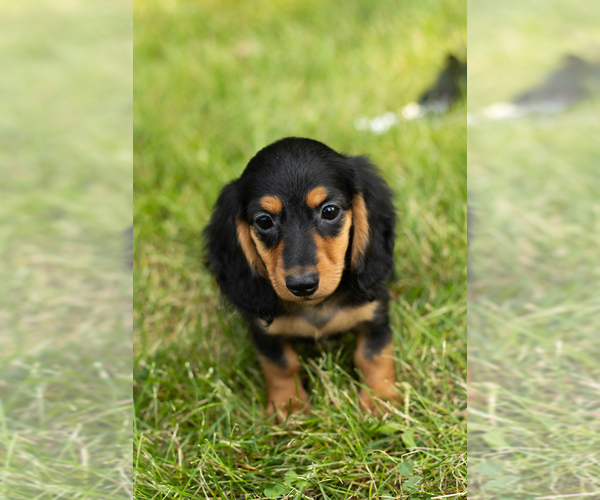 Medium Photo #15 Dachshund Puppy For Sale in MILFORD, IN, USA