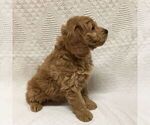 Small Photo #4 Goldendoodle-Poodle (Miniature) Mix Puppy For Sale in NARVON, PA, USA