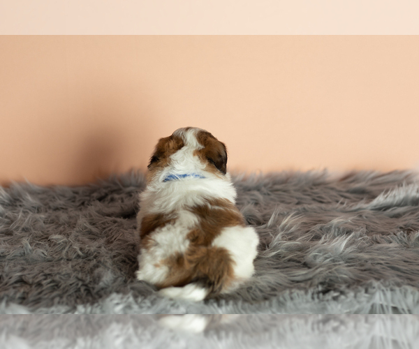Medium Photo #11 Zuchon Puppy For Sale in WOLCOTTVILLE, IN, USA