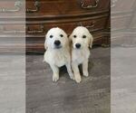 Small #3 English Cream Golden Retriever