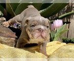 Small Photo #7 Bulldog Puppy For Sale in JACKSONVILLE, FL, USA
