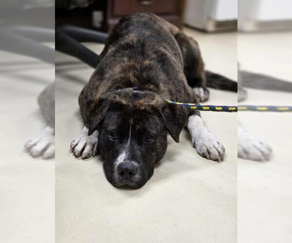 Medium Photo #1 Anatolian Shepherd-Unknown Mix Puppy For Sale in Center Township, PA, USA