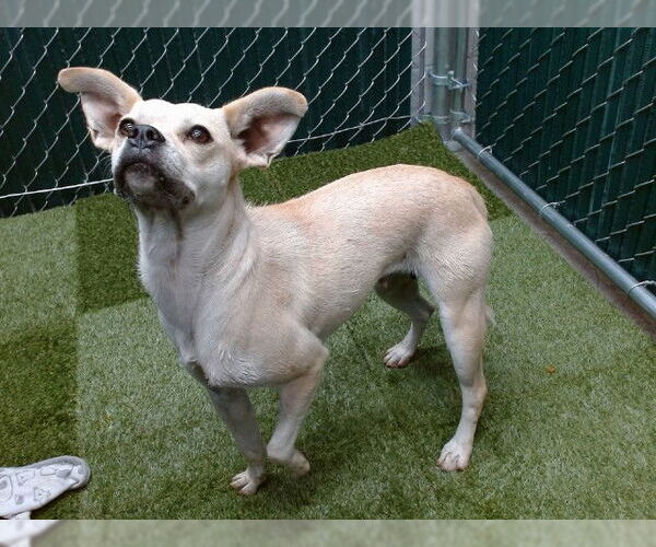 Medium Photo #1 Pug-Unknown Mix Puppy For Sale in Downey, CA, USA
