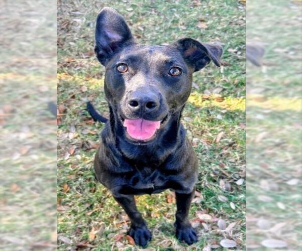 Medium Photo #1 German Shepherd Dog-Unknown Mix Puppy For Sale in Texas City, TX, USA