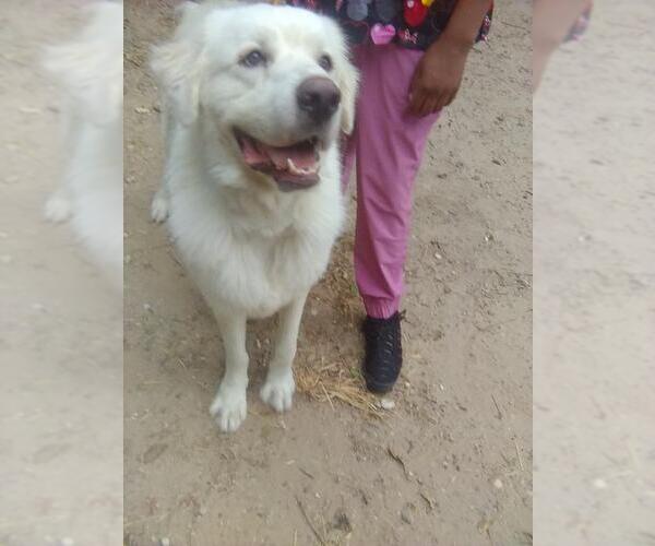 Medium Photo #2 Great Pyrenees Puppy For Sale in Spring, TX, USA