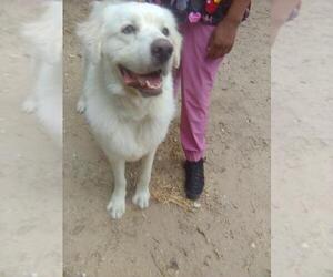 Kelly - Male Great Pyrenees Dog for Adoption - Photo #2