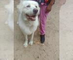 Small Photo #2 Great Pyrenees Puppy For Sale in Spring, TX, USA