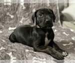 Puppy White Great Dane