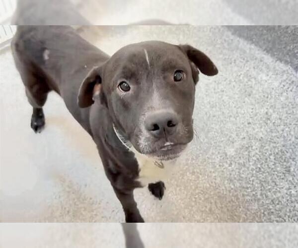 Medium Photo #3 Labrador Retriever-Unknown Mix Puppy For Sale in Houston, TX, USA