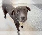 Small #2 Labrador Retriever Mix