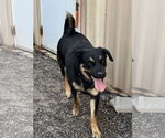 Small #1 Rottweiler Mix