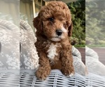 Small #1 Cavapoo