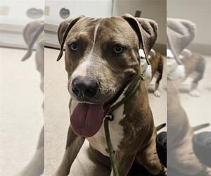 Mutt Dogs for adoption in Bakersfield, CA, USA