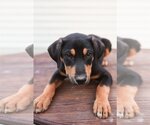 Small #4 Airedale Terrier-Bluetick Coonhound Mix
