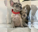 Small Photo #4 French Bulldog Puppy For Sale in MODESTO, CA, USA