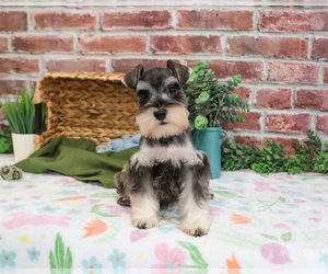 Schnauzer (Miniature) Puppy for sale in SYRACUSE, IN, USA