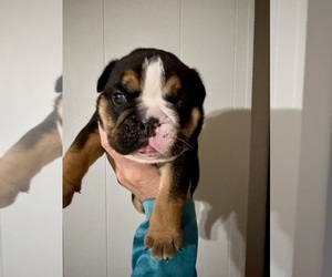 Bulldog Puppy for sale in HINTON, IA, USA