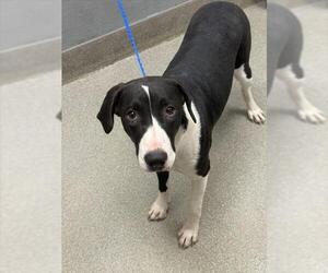 American Pit Bull Terrier-Unknown Mix Dogs for adoption in Las Vegas, NV, USA