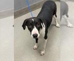 Small American Pit Bull Terrier Mix