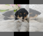 Small Photo #12 Pembroke Welsh Corgi-Poodle (Miniature) Mix Puppy For Sale in LEBANON, MO, USA