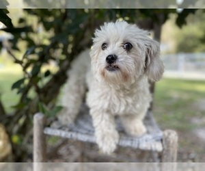 Bichon Frise-Mal-Shi Mix Dogs for adoption in LITHIA, FL, USA