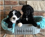 Small Photo #4 Bernedoodle Puppy For Sale in BRYANT, IA, USA