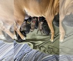 Image preview for Ad Listing. Nickname: Litter of 8