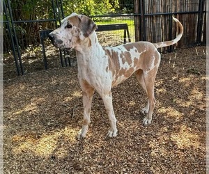 Mother of the Great Dane puppies born on 09/12/2026