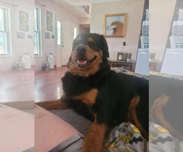 Medium Photo #2 Labrottie Puppy For Sale in Holly Springs, NC, USA