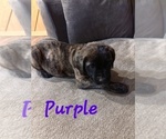 Small #5 Mastiff