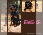 Small Photo #1 Rottweiler Puppy For Sale in BOSTON, VA, USA