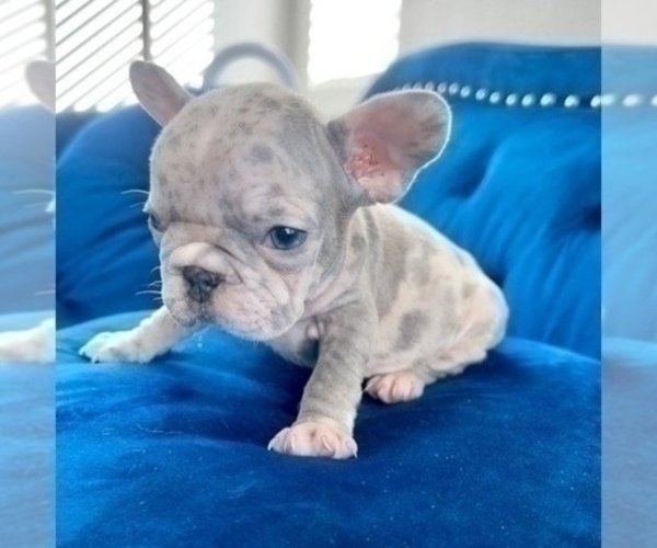 Medium Photo #1 French Bulldog Puppy For Sale in DETROIT, MI, USA