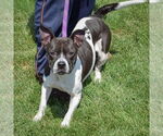 Small #2 American Staffordshire Terrier-Basset Hound Mix