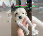 Puppy D Green Girl Labradoodle