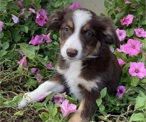 Australian Shepherd Puppy for sale in NEW WASHINGTN, IN, USA