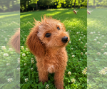 Small #32 Goldendoodle mix (+ Poodle Miniature)