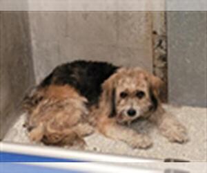 Mutt Dogs for adoption in Lodi, CA, USA