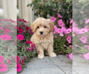 Coton de Tulear-Poodle (Toy) Mix Puppy for sale in CANOGA, NY, USA